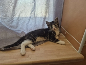 Maincoon Bkh mix Katzenbabys 