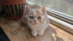 Süßes BKH Kitten