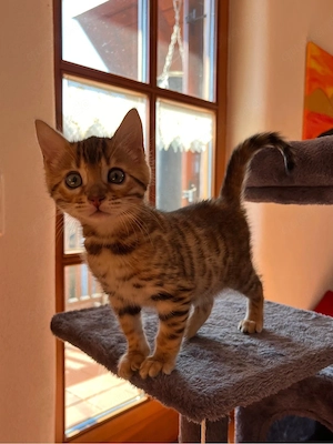 Zwei bezaubernde Bengalkitten suchen ihr Für-immer-Zuhause 