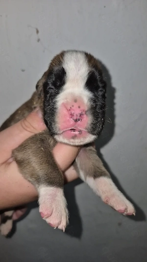 Deutsche Boxerwelpen