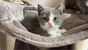 Süße BKH Kitten