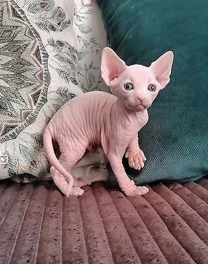    Sphynx-Kätzchen    