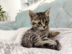 kitten zu verkaufen 