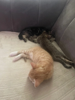 Wir verkaufen unsere wunderschöne, liebevolle Katzenfamilie (Mutter und ihre zwei Kitten). 
