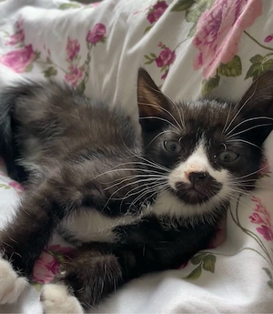 baby katze 