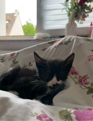 baby katze 