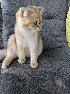  Süßer, verspielter Bkh  Katerchen sucht ein neues Zuhause!