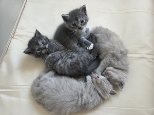 Zuckersüße BKH-Kitten abzugeben