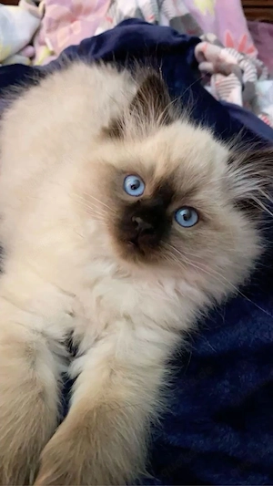 Ragdoll kitten 12 Wochen alt