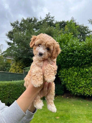Entzückender Cavapoo-Welpenstreu - Flauschige Teddybär-Welpen, bereit für ihr ewiges Zuhause!   