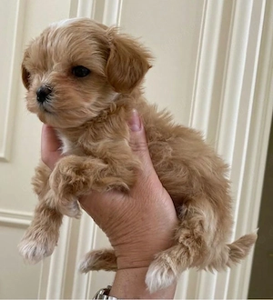 Süße Maltipoo-Welpen suchen ein liebevolles Zuhause für immer.     