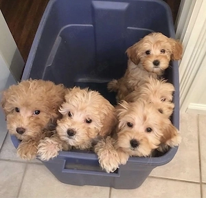 Entzückender Cavapoo-Welpenstreu - Flauschige Teddybär-Welpen, bereit für ihr ewiges Zuhause!   