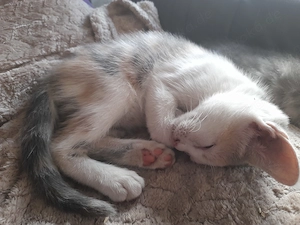 Lebendige Americanshorthairmixkätzchen Bild 2