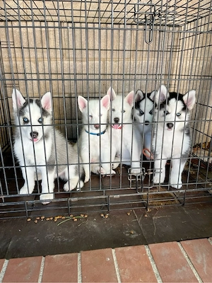 Atemberaubende Siberian Husky-Welpen mit durchdringenden blauen Augen - Bereit für Abenteuer!   