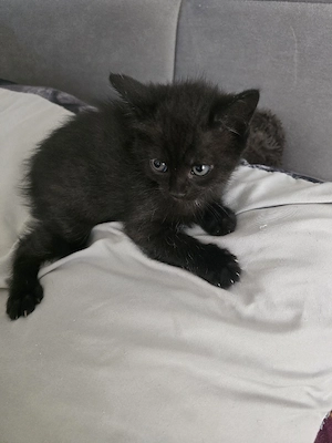 Katze baby 
