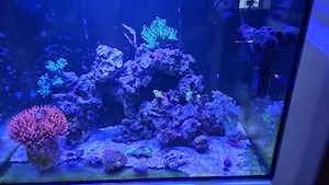 Meerwasser Aquarium Komplett 