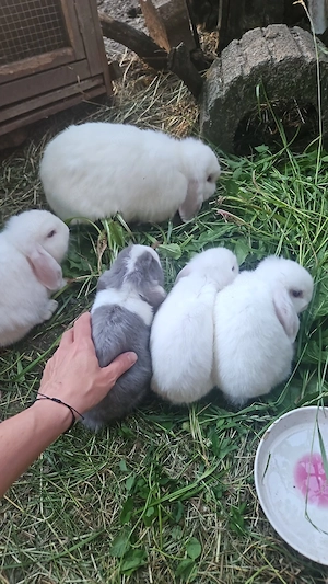 kleine Schlappohren Hasen