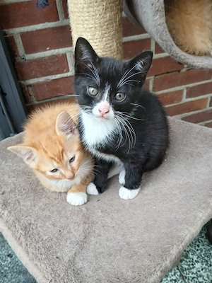 Unsere 2 Jungs suchen noch ein neues zu Hause