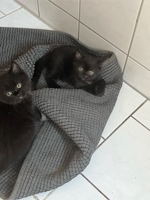 Langhaar Kurzhaar Mix kitten kätzchen 