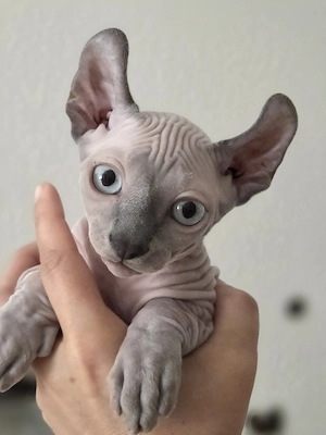 Sphynx Elf Kitten, mit Schnur und Tasthaaren 