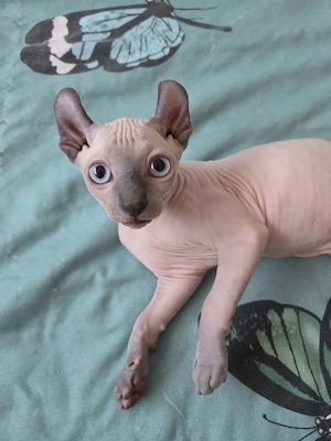 Sphynx-Elf Kitten, mit Schnurr-Tasthaaren 