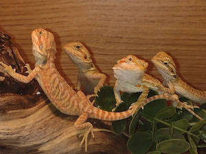 Wunderschöne Bartergamen Babys abzugeben Red Linie:)