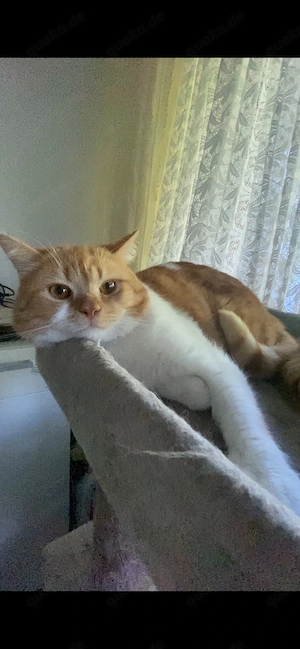Kater sucht neues Zuhause