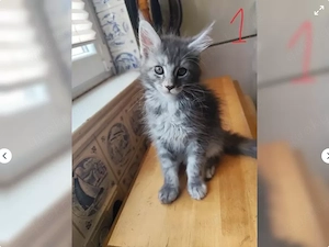 XXL Maine Coon Kitten suchen Liebevolles Zuhause 