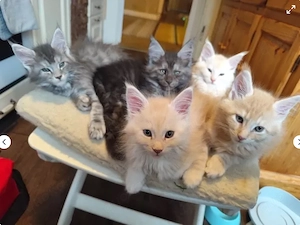 XXL Maine Coon Kitten suchen Liebevolles Zuhause 