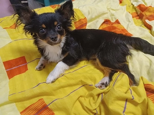 Chihuahua Rüde