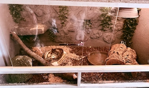 Zwei friedliche  Königspythons mit Terrarium und Technik. Terrarium 120 x 60 x 60.