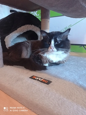 Ragdoll mit Stammbaum 