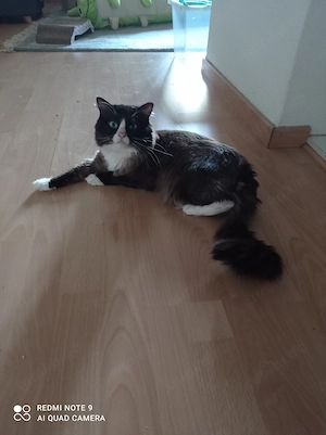 Ragdoll mit Stammbaum 