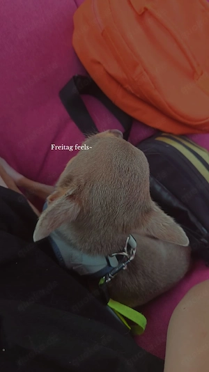 Chihuahua Rüde sucht neues Zuhause für immer