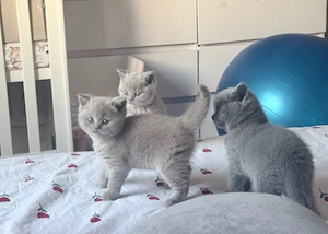 BKH British Kurzhaar Kitten Junge und Mädchen