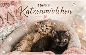Britisch kurzhaar kitten BKH liebevolle Samtpfoten Braun,Getigert