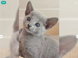 Russisch Blau Kitten mit Stammbaum 