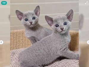 Russisch Blau Kitten mit Stammbaum 