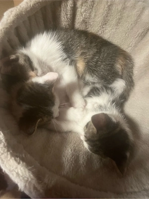 Kater abzugeben 
