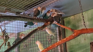 Unzertrennliche agapornis, Pfirsichköpfchen, Russköpfchen 