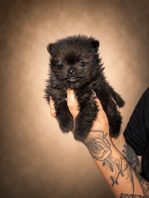 Pomeranian Boo
