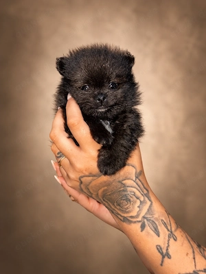 Pomeranian Boo letzter Welpe