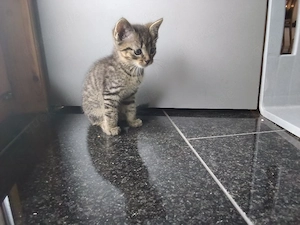 Süße Katzenbabys