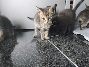 süße Babykatze