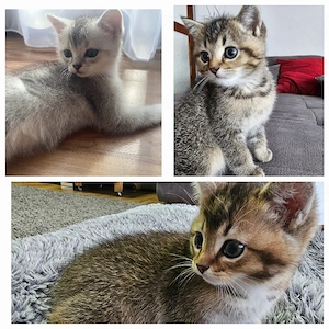 BKH EKH Kitten Katzenbabys (Jungs)