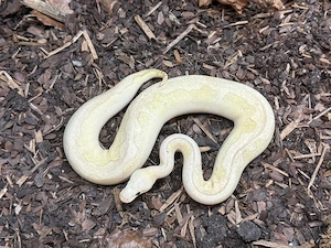 königspython - Weibchen - Super Pastel Lesser Fire Clown 