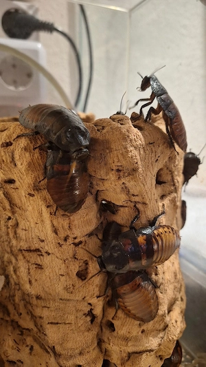 Madagaskar Fauchschaben 
