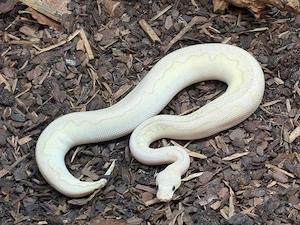 Königspython - Männcjen - Super Pastel Lesser Stranger Clown