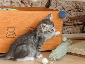 Maine Coon Kitten ab Anfang Juli 