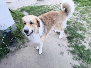 Bruno sucht ein neues Zuhause